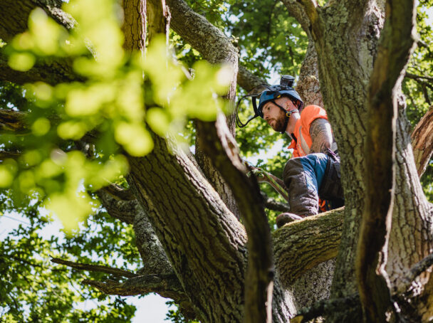 Dismantling of oak tree