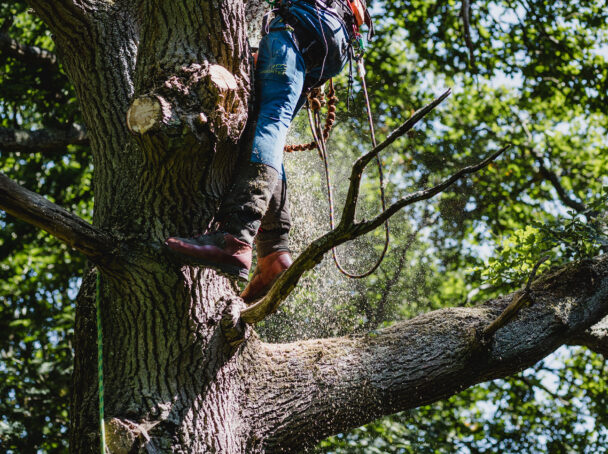 Tree work using Rope and harness