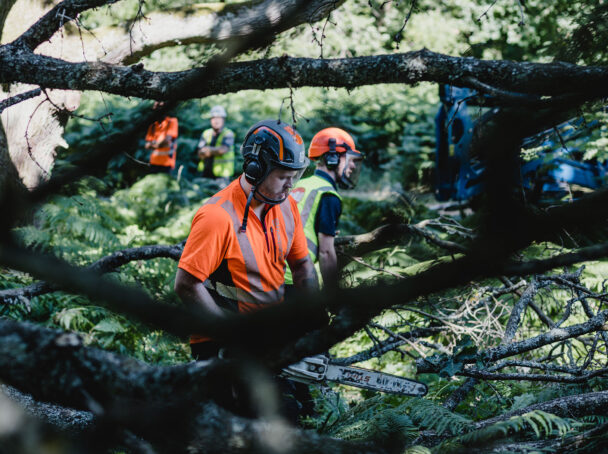 Clearing storm damaged fallen tree