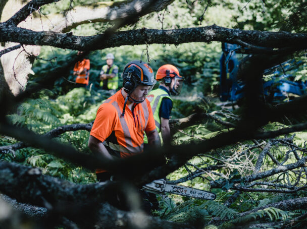 Clearing storm damaged fallen tree