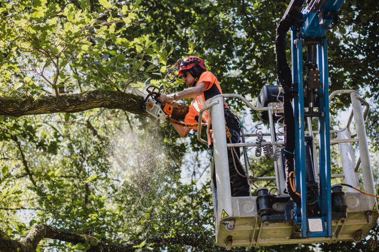 Tree surgery