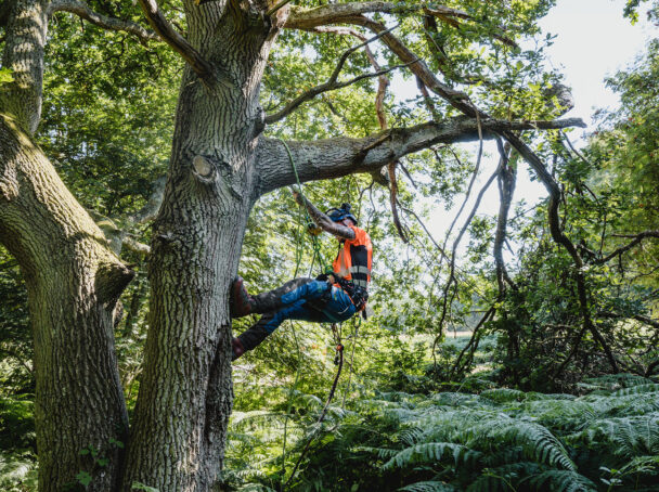 Aerial tree work