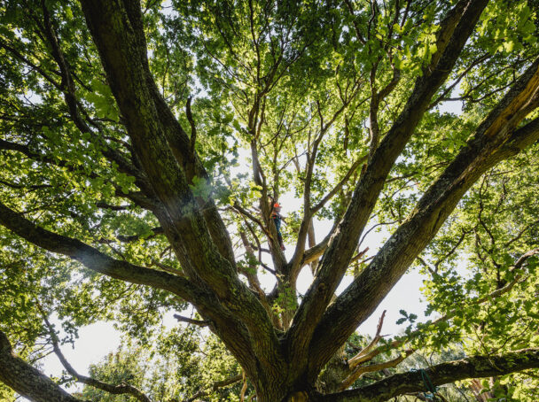 Tree Surgery