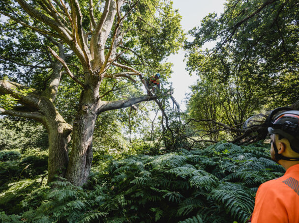 Branch Pruning