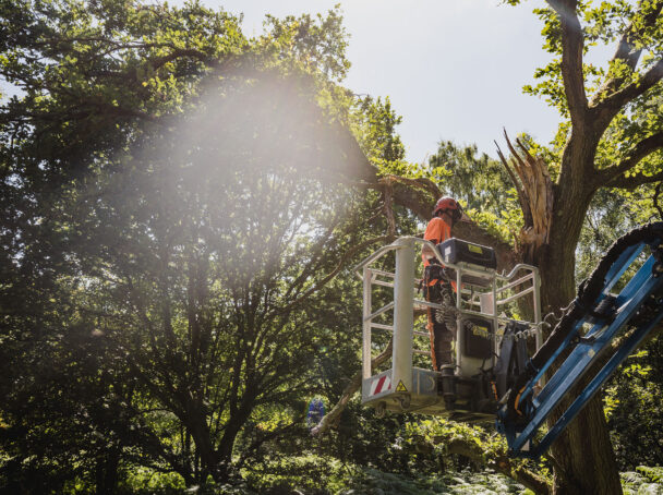 Tree work using cherry picker