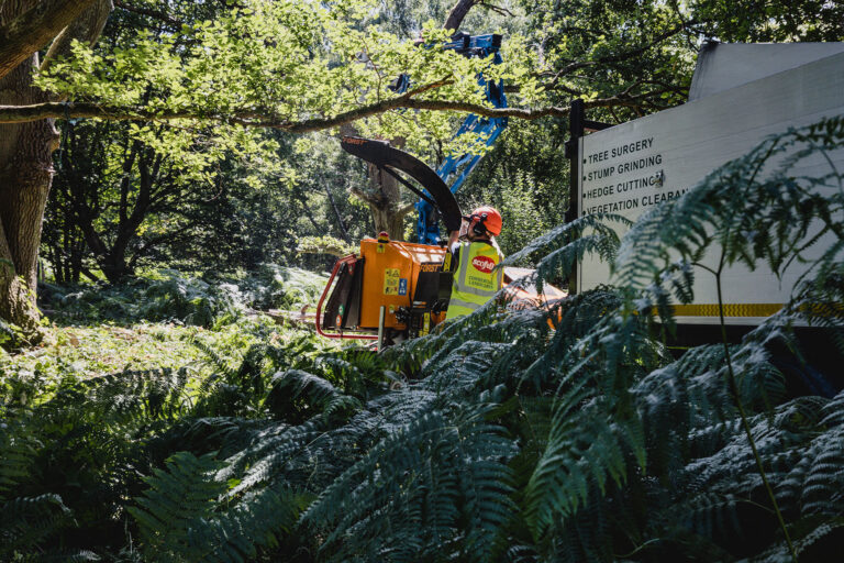 Tree surgery