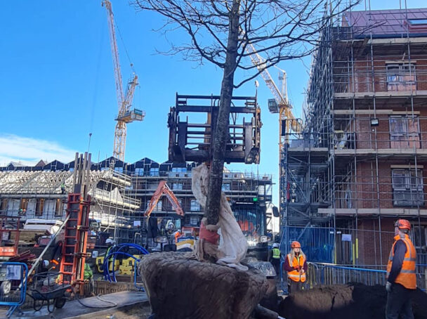 Tree planting using tree anchors to secure large trees